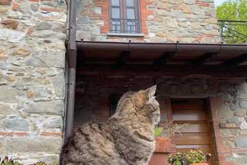 Pet-friendly