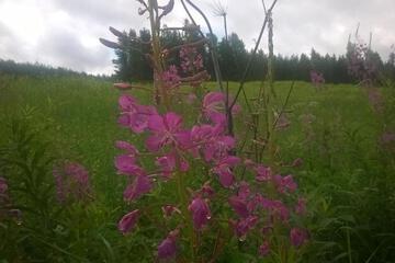 Photo 57