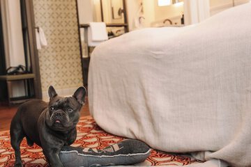 Pet-friendly