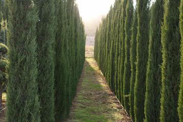Photo 35