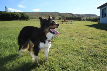 Photo 42