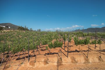 Vineyard
