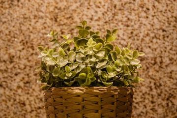 Photo 37