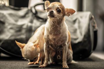 Pet-friendly amenities