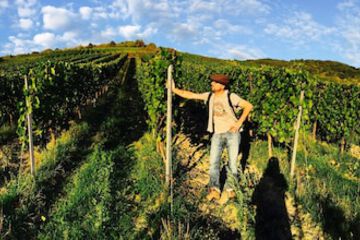 Vineyard