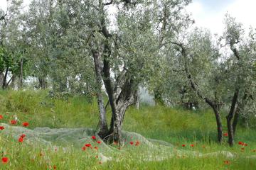 Photo 32