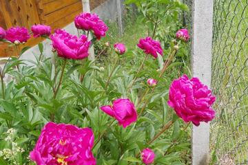 Photo 24