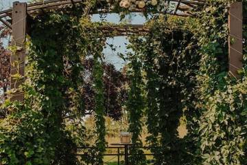 Outdoor wedding area