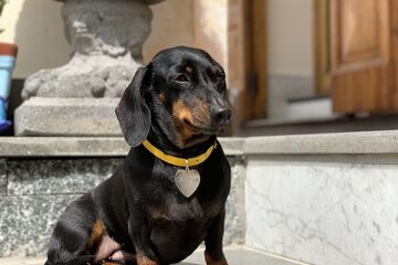 Pet-friendly