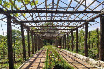 Vineyard