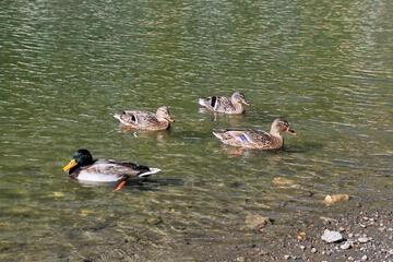 Photo 58