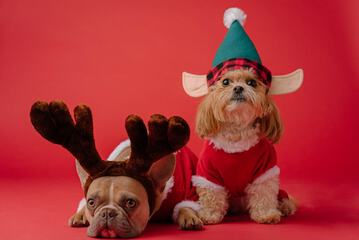 Pet-friendly amenities