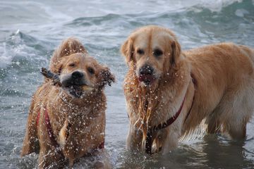 Pet-friendly