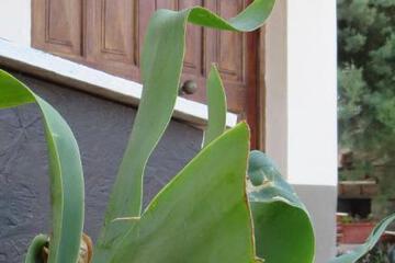 Photo 39