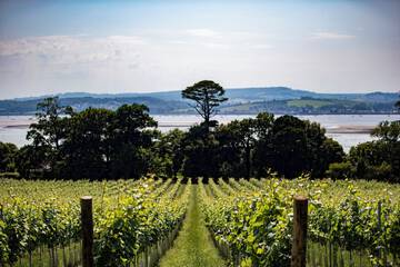 Vineyard