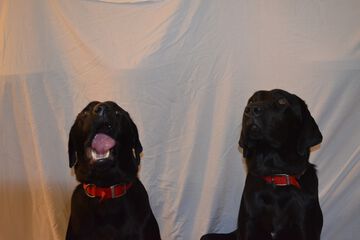 Pet-friendly