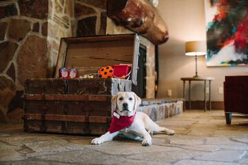 Pet Friendly 102 of 121