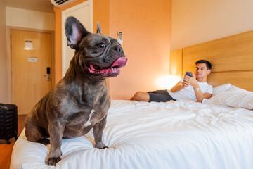 Pet-friendly amenities