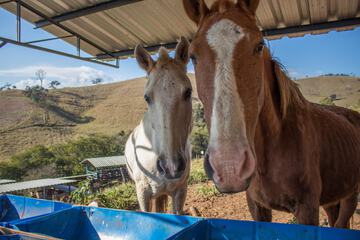 Horseback riding