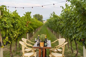 Vineyard