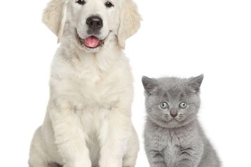 Pet-friendly