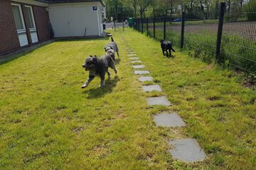 Pet-friendly amenities