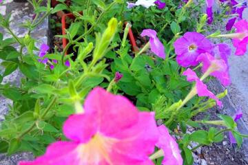 Photo 54