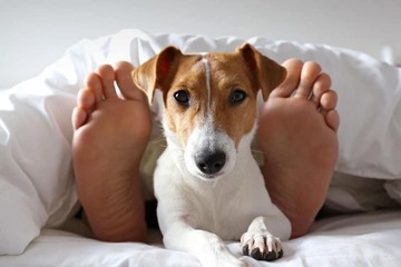 Pet-friendly