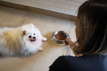 Pet-friendly amenities