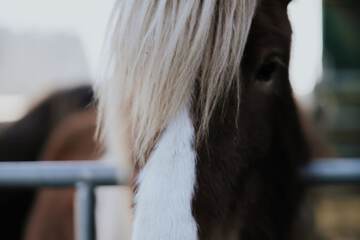 Horseback riding