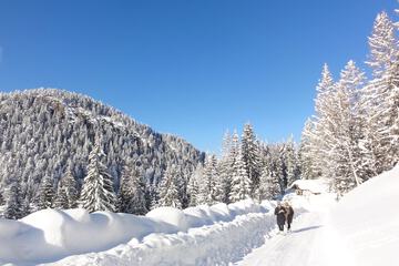 Snowshoeing