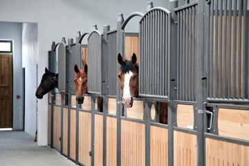 Horseback riding