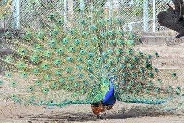 Game viewing