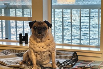 Pet-friendly