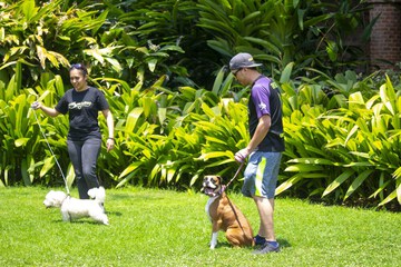 Pet-friendly