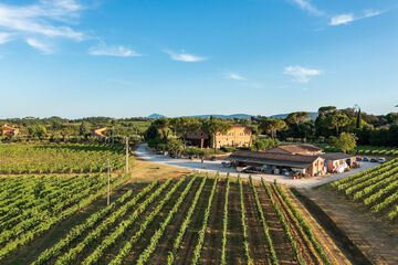 Vineyard
