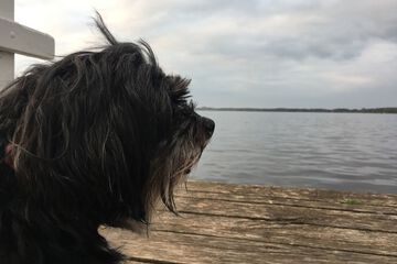 Pet-friendly
