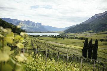 Vineyard