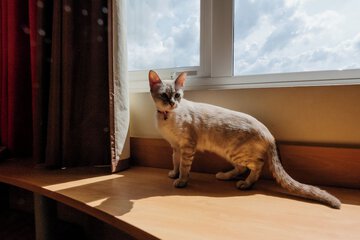Pet-friendly amenities