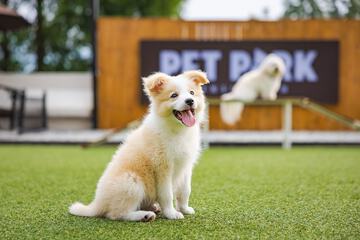 Pet-friendly