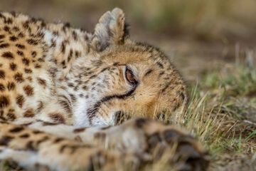Safari