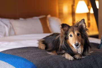 Pet-friendly amenities