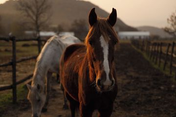 Horseback riding