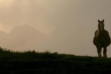 Photo 35