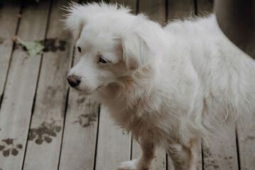 Pet-friendly