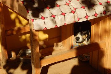 Pet-friendly