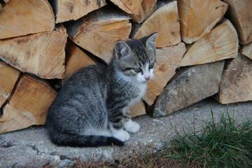 Photo 45
