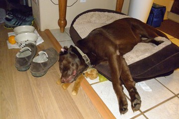 Pet-friendly