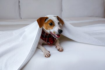 Pet-friendly amenities