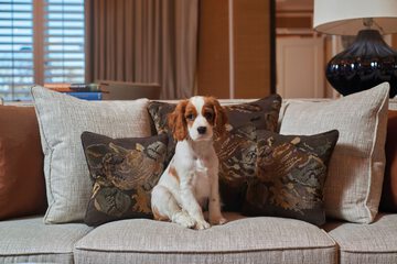 Pet-friendly